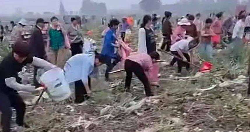 安徽上百村民冲田地抢挖马铃薯！承包商崩溃：损失百万斤，村干部吐真相（图） - 1