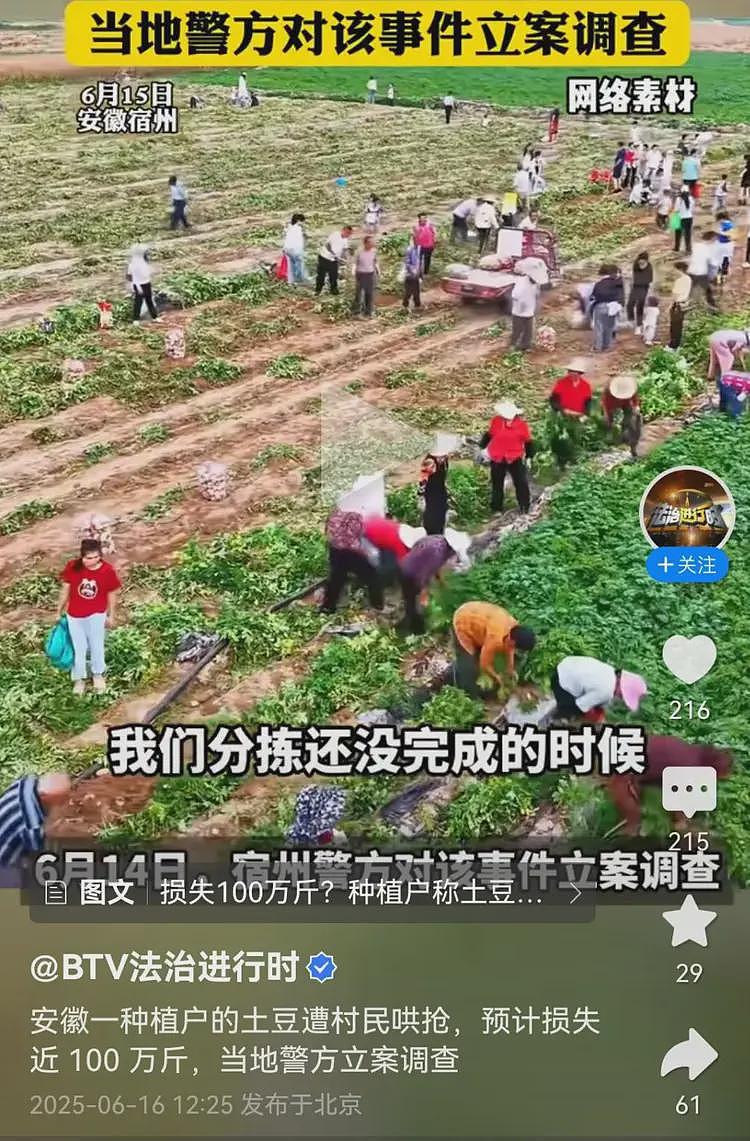 100万斤土豆被哄抢后续:种植户更新动态,不知自己已经谅解村民(视频/组图) - 6