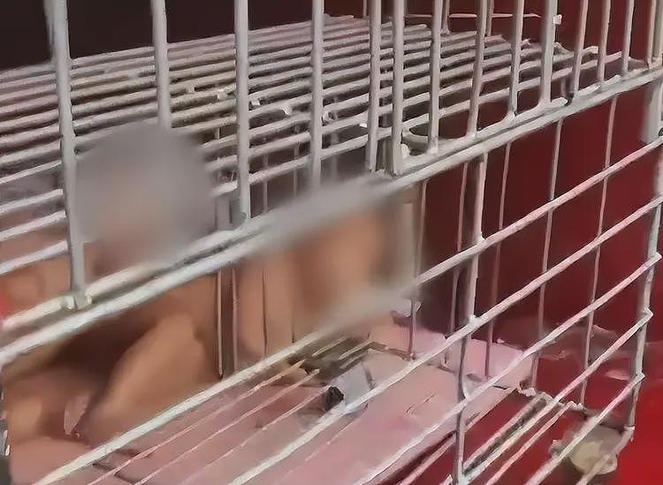 幼童赤身被关笼子后续！警方回应，孩子情况特殊，更多疑点被扒（视频/组图） - 1