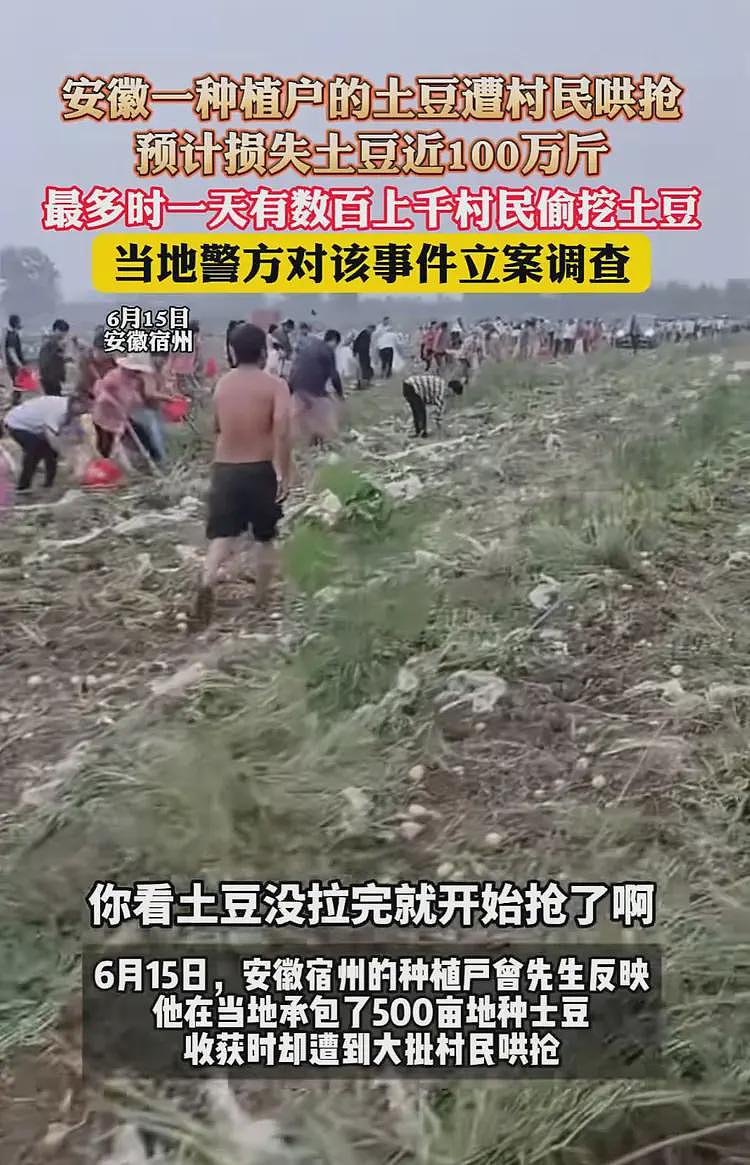 100万斤土豆被哄抢后续:种植户更新动态,不知自己已经谅解村民(视频/组图) - 2