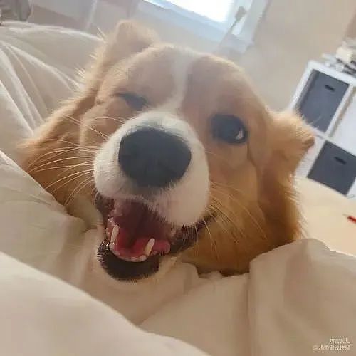 【宠物】柯基装瘸就为骗吃骗喝，主人透过门缝看到了不该看的一幕，结果一人一狗都尴尬了（组图） - 24