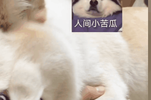 【宠物】柯基装瘸就为骗吃骗喝，主人透过门缝看到了不该看的一幕，结果一人一狗都尴尬了（组图） - 3
