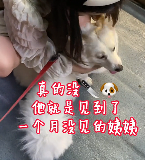 【宠物】柯基装瘸就为骗吃骗喝，主人透过门缝看到了不该看的一幕，结果一人一狗都尴尬了（组图） - 12