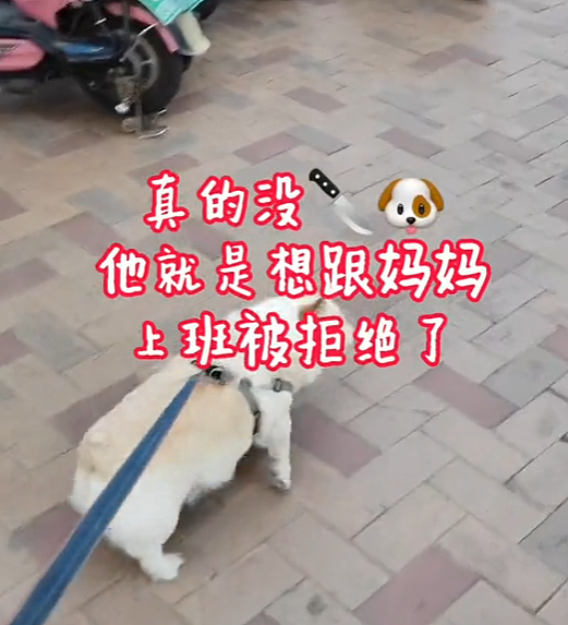 【宠物】柯基装瘸就为骗吃骗喝，主人透过门缝看到了不该看的一幕，结果一人一狗都尴尬了（组图） - 10
