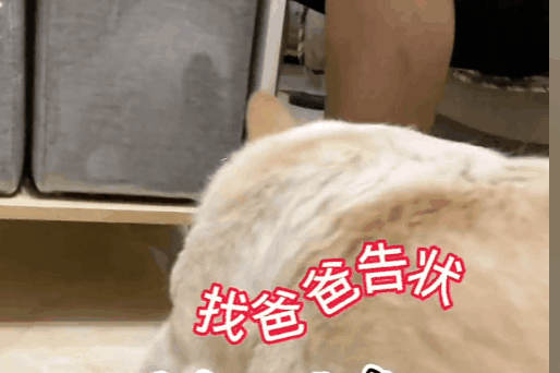【宠物】柯基装瘸就为骗吃骗喝，主人透过门缝看到了不该看的一幕，结果一人一狗都尴尬了（组图） - 1
