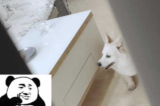 【宠物】柯基装瘸就为骗吃骗喝，主人透过门缝看到了不该看的一幕，结果一人一狗都尴尬了（组图） - 4
