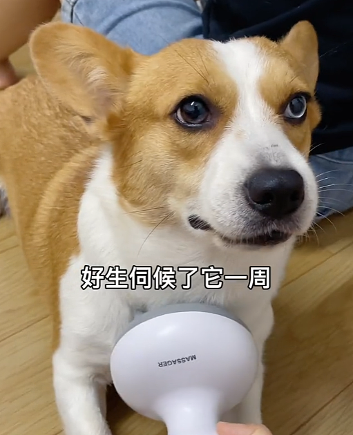 【宠物】柯基装瘸就为骗吃骗喝，主人透过门缝看到了不该看的一幕，结果一人一狗都尴尬了（组图） - 19