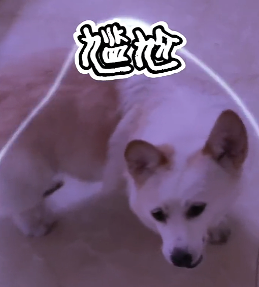 【宠物】柯基装瘸就为骗吃骗喝，主人透过门缝看到了不该看的一幕，结果一人一狗都尴尬了（组图） - 9