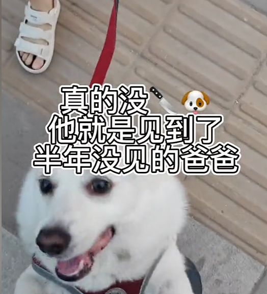 【宠物】柯基装瘸就为骗吃骗喝，主人透过门缝看到了不该看的一幕，结果一人一狗都尴尬了（组图） - 11