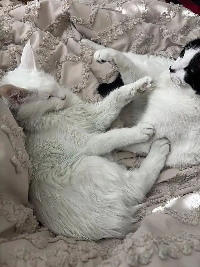 【宠物】白猫变绿猫，妹子找了一个月没发现原因！上网求助后天塌了...网友：你的猫在救你（组图） - 2