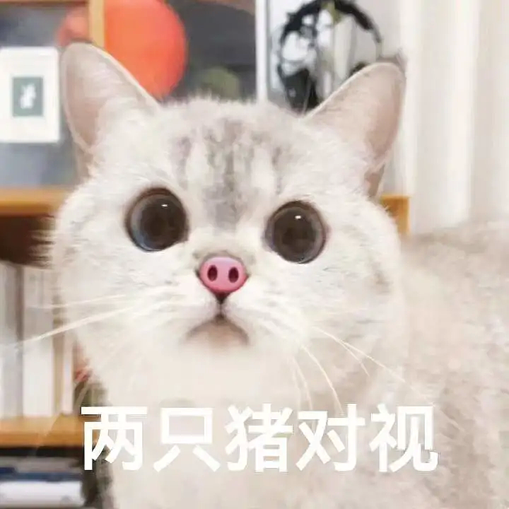 【宠物】白猫变绿猫，妹子找了一个月没发现原因！上网求助后天塌了...网友：你的猫在救你（组图） - 10