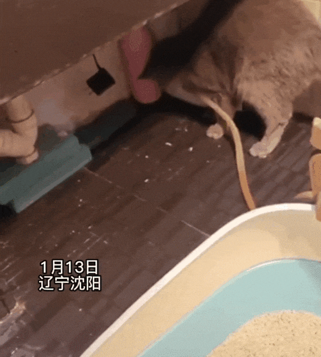 【宠物】白猫变绿猫，妹子找了一个月没发现原因！上网求助后天塌了...网友：你的猫在救你（组图） - 17