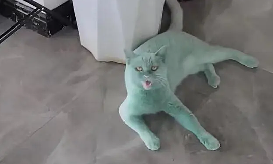 【宠物】白猫变绿猫，妹子找了一个月没发现原因！上网求助后天塌了...网友：你的猫在救你（组图） - 6
