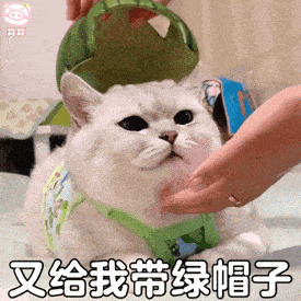 【宠物】白猫变绿猫，妹子找了一个月没发现原因！上网求助后天塌了...网友：你的猫在救你（组图） - 13