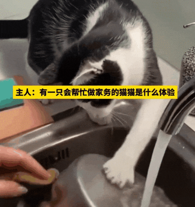 【宠物】白猫变绿猫，妹子找了一个月没发现原因！上网求助后天塌了...网友：你的猫在救你（组图） - 19
