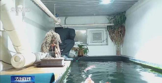 男子将地下室改成大鱼池！楼上邻居长期失眠，被锦鲤“整疯”（组图） - 2