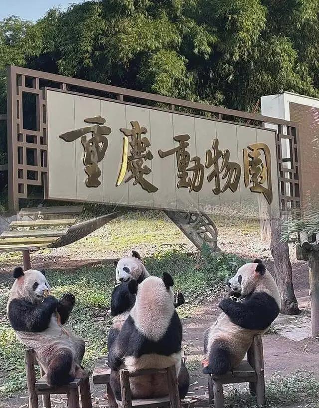 重庆3女子围殴女孩，撕扯衣服踹头扇脸，打人者正脸曝光身份被扒（视频/组图） - 3