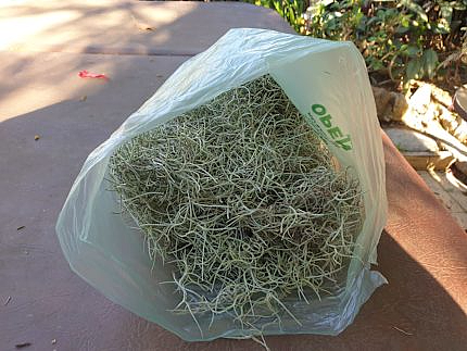 澳洲居民,快看你家后院有没有这种植物,有的赶紧除掉!(组图) - 3