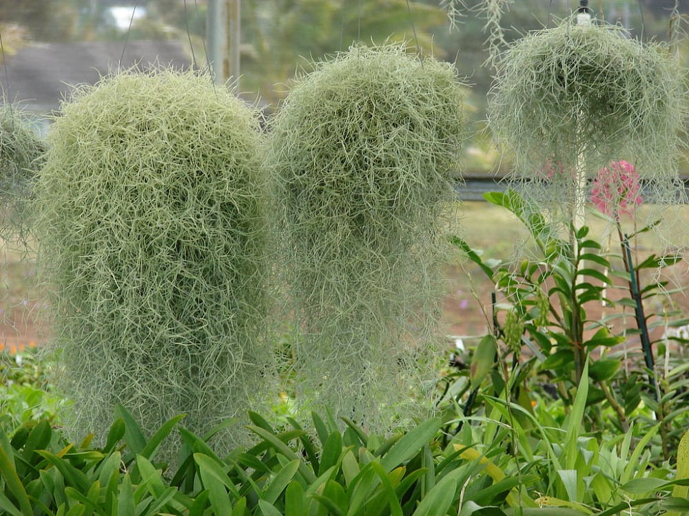 澳洲居民,快看你家后院有没有这种植物,有的赶紧除掉!(组图) - 1