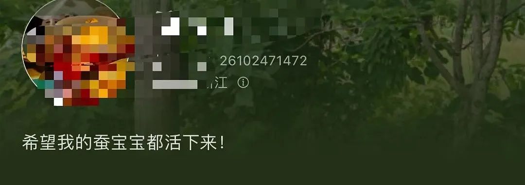 【美女】“拼夕夕下单一百个蚕卵商家发来一千个?”网友夺笋:现在下单桑树还来得及!(组图) - 18