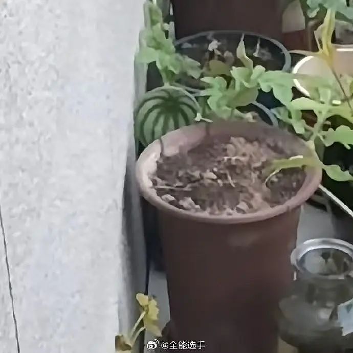 【美女】“拼夕夕下单一百个蚕卵商家发来一千个?”网友夺笋:现在下单桑树还来得及!(组图) - 38