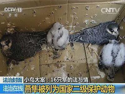 11年前，那个因“掏鸟案”被判10年的大学生，如今怎么样了（组图） - 4