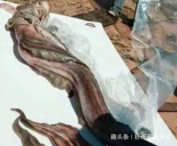 澳洲海滩发现美人鱼尸体,真实存在吗?(组图) - 3