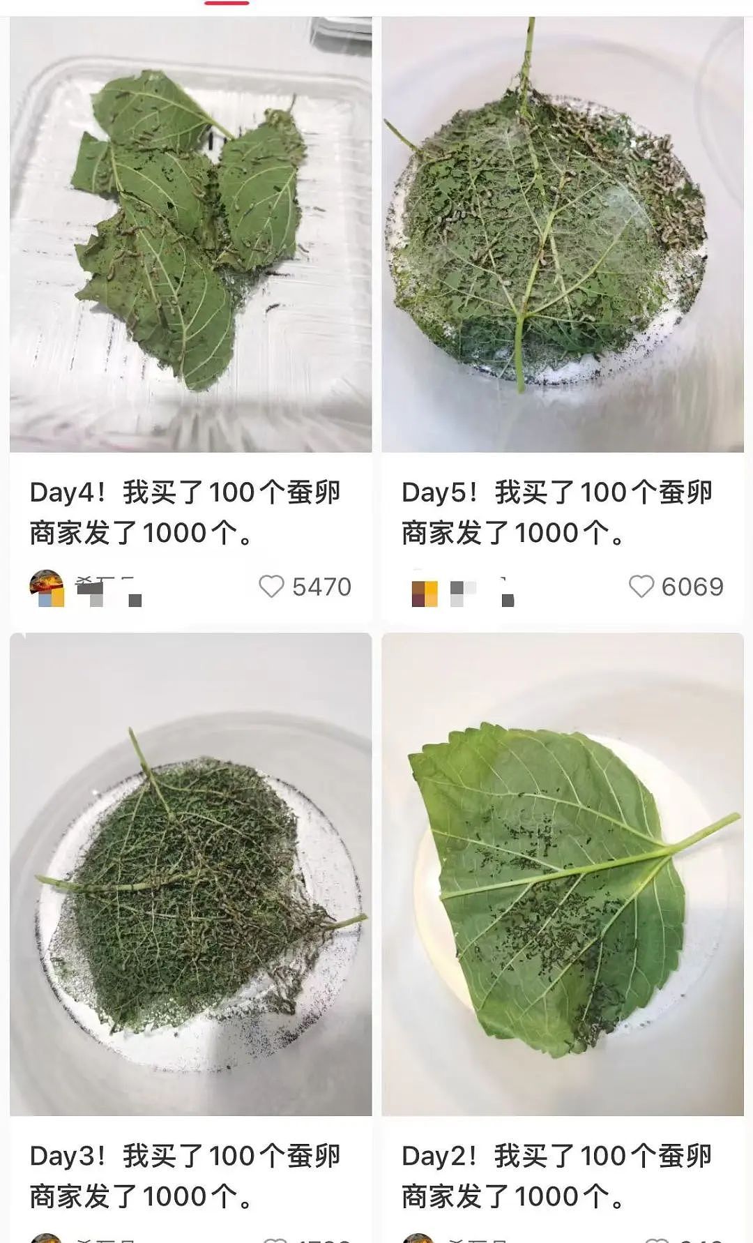【美女】“拼夕夕下单一百个蚕卵商家发来一千个?”网友夺笋:现在下单桑树还来得及!(组图) - 15