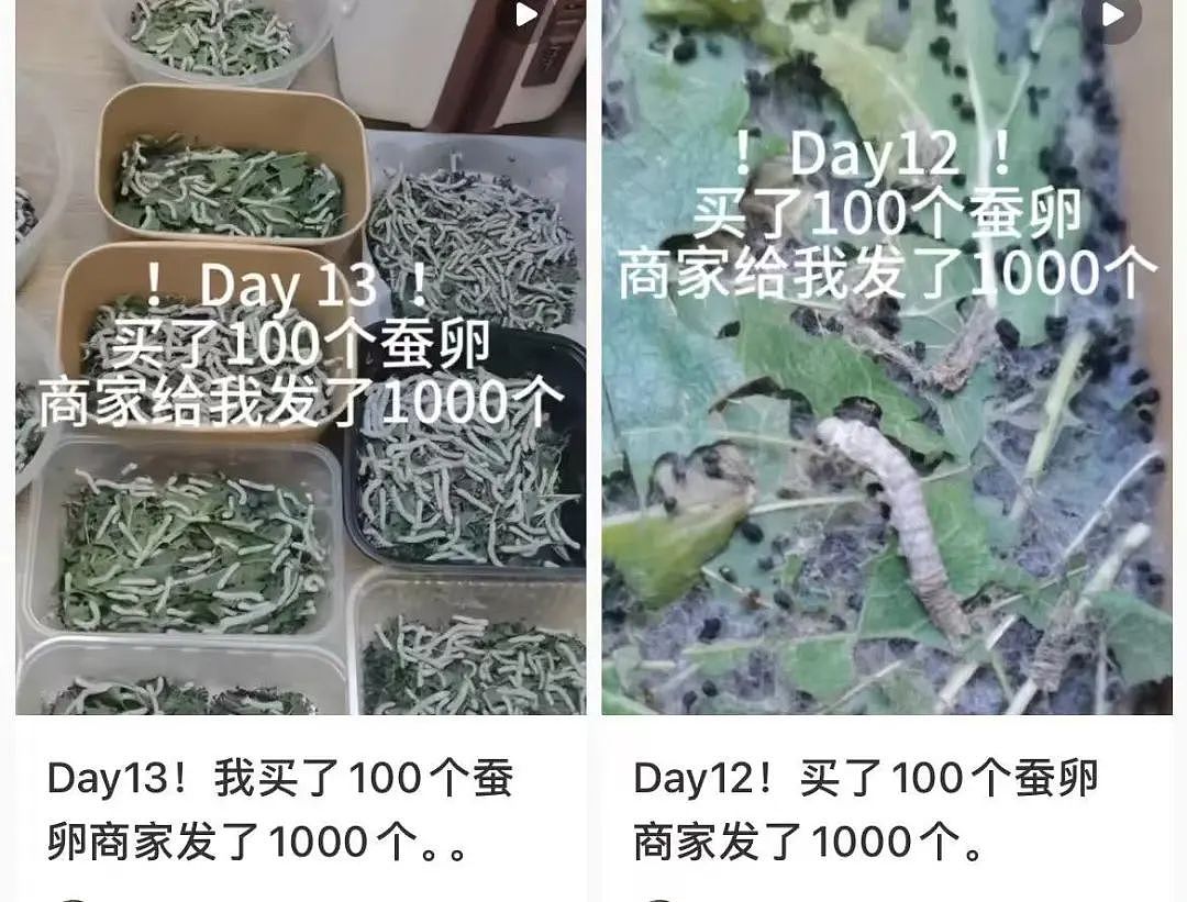 【美女】“拼夕夕下单一百个蚕卵商家发来一千个?”网友夺笋:现在下单桑树还来得及!(组图) - 17