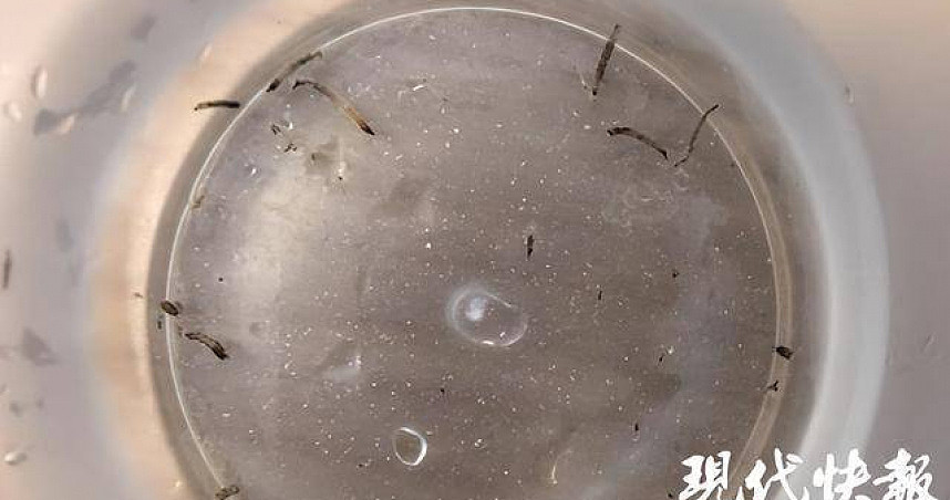 中国8岁女童口吐“活虫”月余,没想到真凶竟是牠(图) - 1