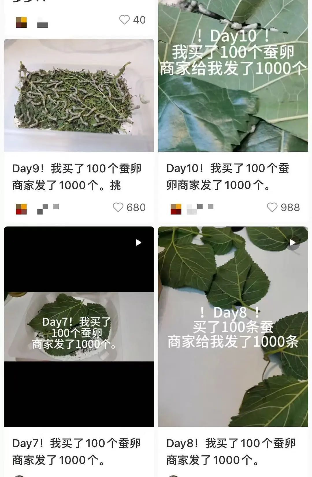 【美女】“拼夕夕下单一百个蚕卵商家发来一千个?”网友夺笋:现在下单桑树还来得及!(组图) - 16