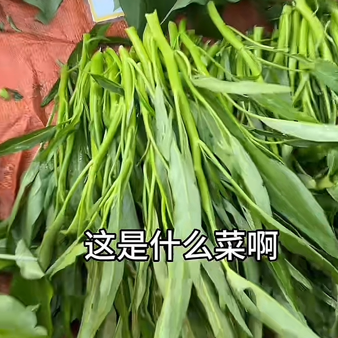 【宠物】网友吐槽广东人都是小猫变的...广东人刚想反驳,看完图片后傻眼了:我承认我是小猫喵喵喵(组图) - 4