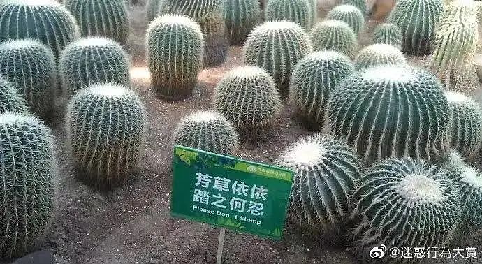 【美女】“拼夕夕下单一百个蚕卵商家发来一千个?”网友夺笋:现在下单桑树还来得及!(组图) - 48