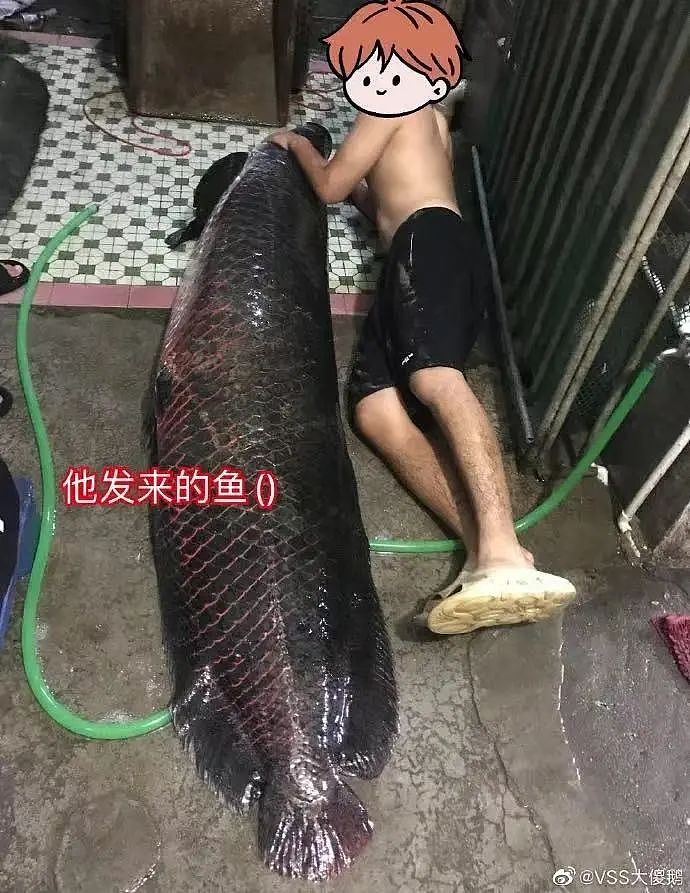 【美女】“拼夕夕下单一百个蚕卵商家发来一千个?”网友夺笋:现在下单桑树还来得及!(组图) - 72