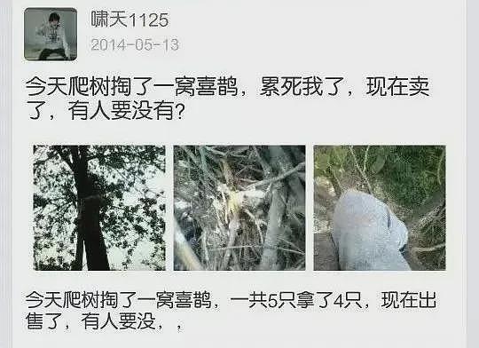 11年前，那个因“掏鸟案”被判10年的大学生，如今怎么样了（组图） - 7