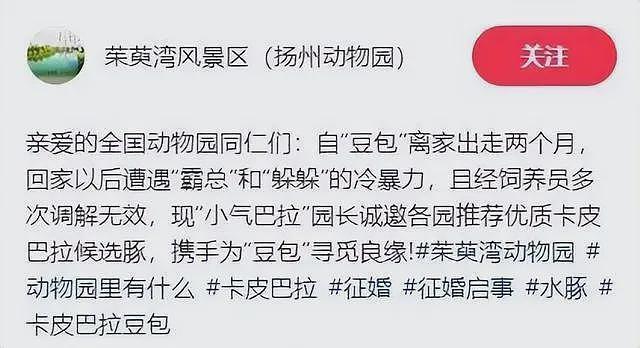 知名网红“豆包”全国征婚：无需彩礼，有编制...（组图） - 1