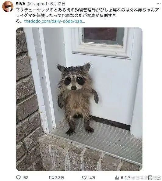 【美女】“拼夕夕下单一百个蚕卵商家发来一千个?”网友夺笋:现在下单桑树还来得及!(组图) - 42