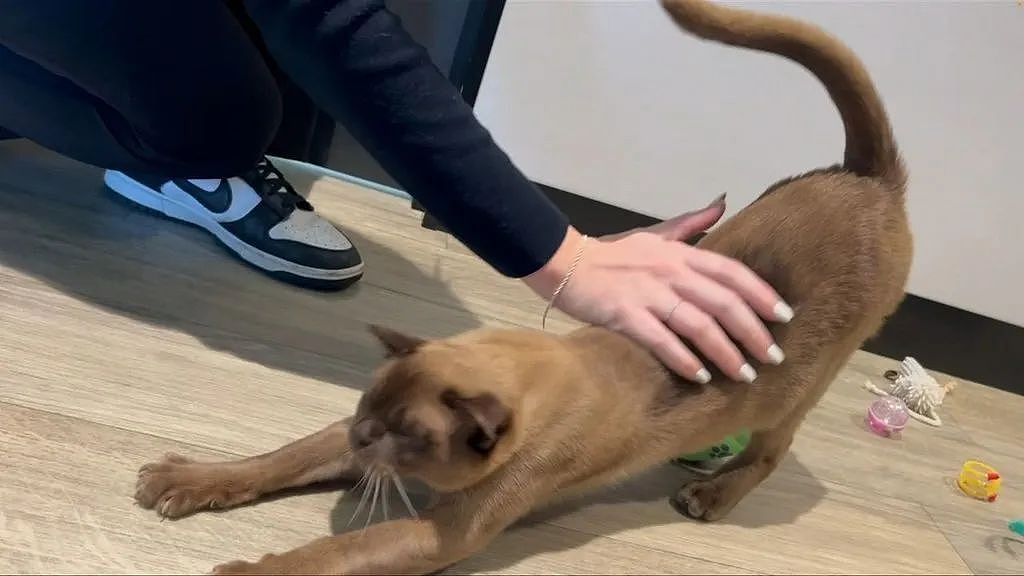 误入！在洗衣机被洗了1小时的澳洲“奇迹猫“活下来了（组图） - 1