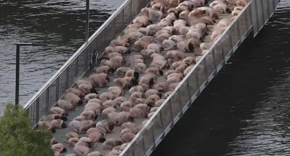 澳洲海滩3000人裸体!上演狂野场面!数千男女集体脱光!只为…(组图) - 6