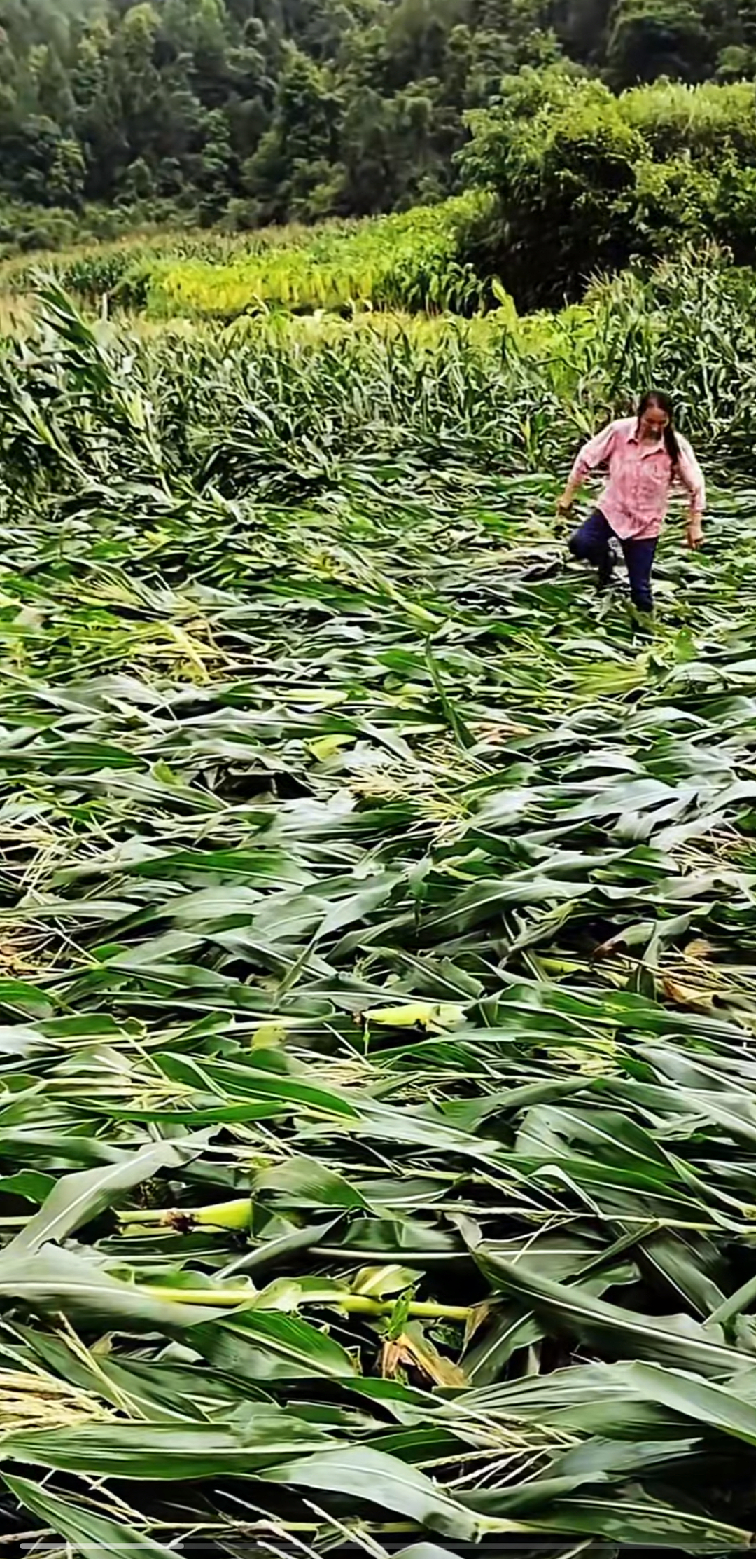 广东暴雨零食店遭哄抢，最寒心的一幕出现了…（组图） - 3