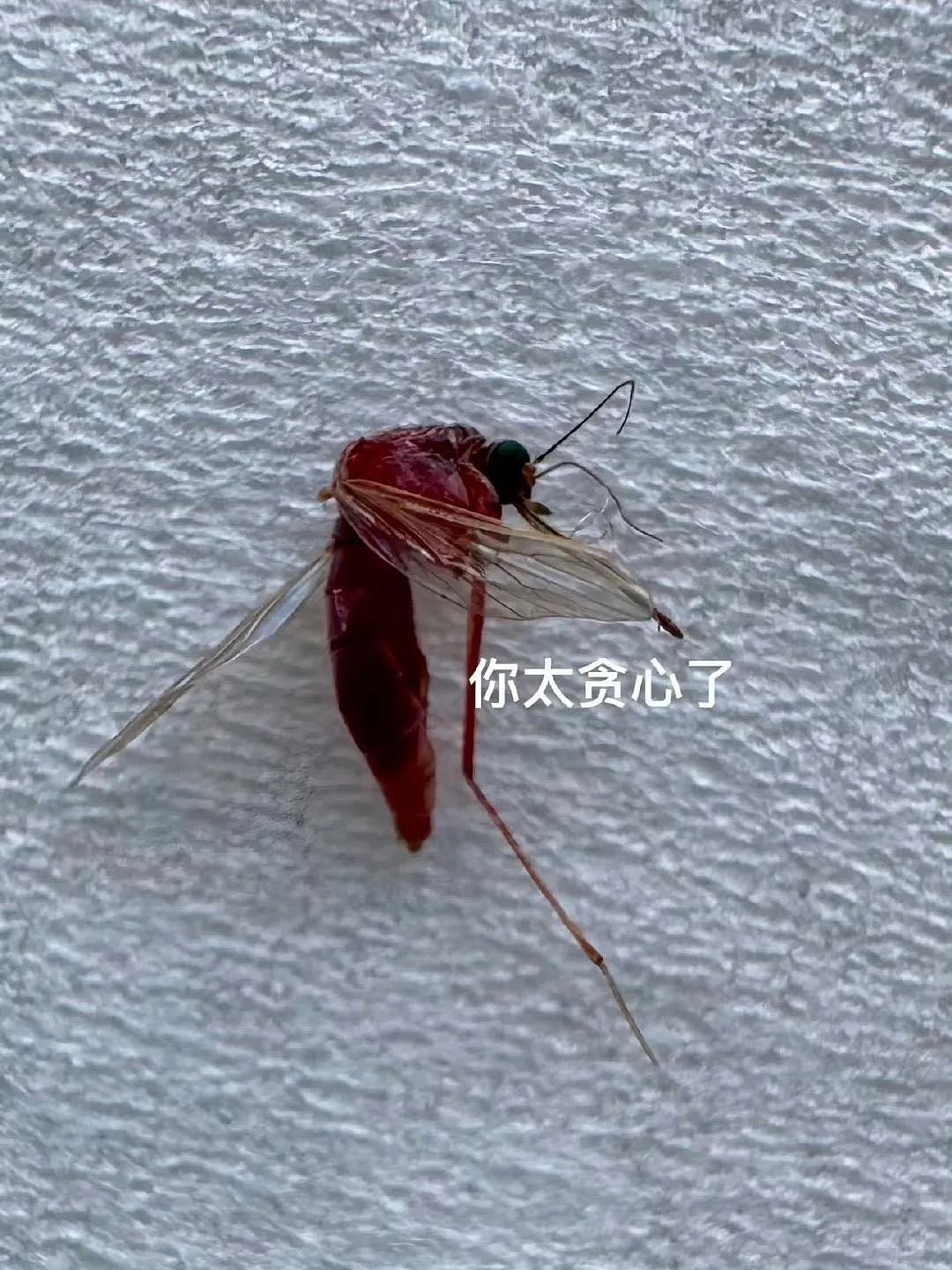 【爆笑】“妈妈手机不小心登了我的网盘之后......“哈哈哈哈哈啊哈哈哈哈救命尺度太大了（组图） - 45