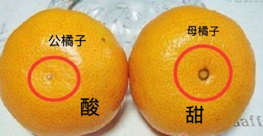 澳洲橘子界C位出道！今年最甜橘子已上线，每年只等这一波（组图） - 3