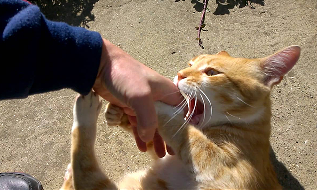 【宠物】网友差点被路边凶猫生吃掉，掏出猫条后，猫的态度反转了，给老子滚滚滚（组图） - 18