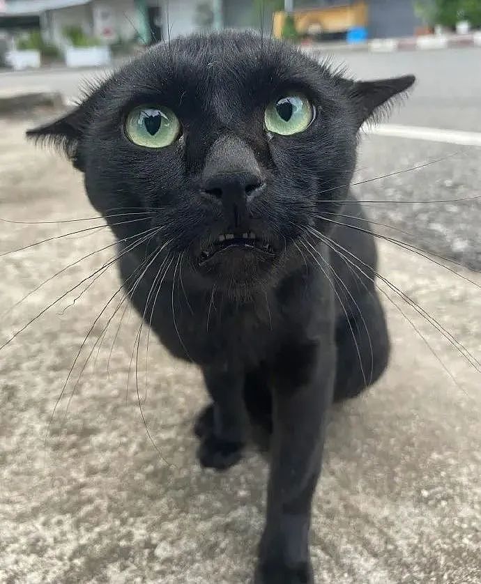 【宠物】网友差点被路边凶猫生吃掉，掏出猫条后，猫的态度反转了，给老子滚滚滚（组图） - 2