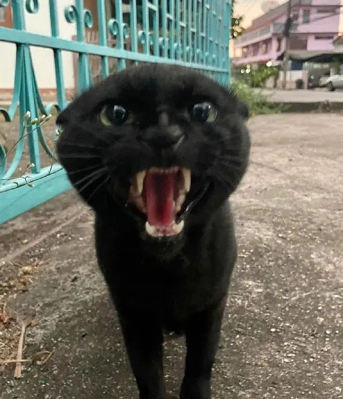 【宠物】网友差点被路边凶猫生吃掉，掏出猫条后，猫的态度反转了，给老子滚滚滚（组图） - 6