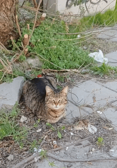 【宠物】网友差点被路边凶猫生吃掉，掏出猫条后，猫的态度反转了，给老子滚滚滚（组图） - 16