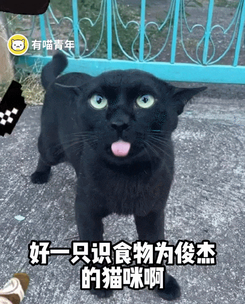 【宠物】网友差点被路边凶猫生吃掉，掏出猫条后，猫的态度反转了，给老子滚滚滚（组图） - 12