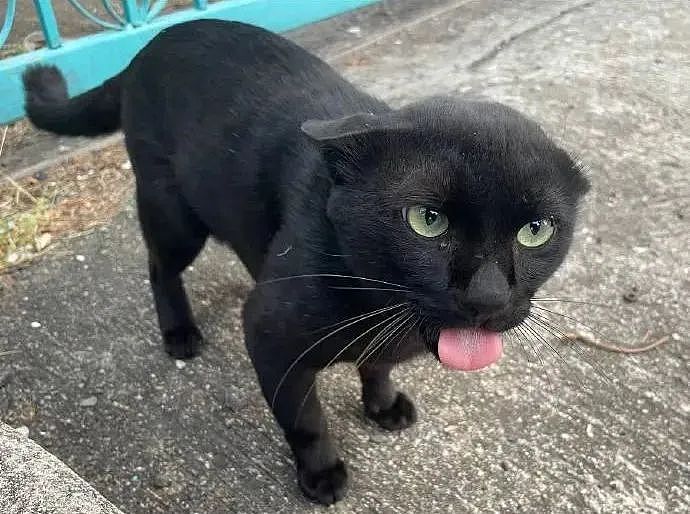 【宠物】网友差点被路边凶猫生吃掉，掏出猫条后，猫的态度反转了，给老子滚滚滚（组图） - 10