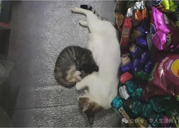 男大学生偷猫虐待致死，淋热水剁前爪后弃尸！学校通报：留校察看，暂停学业（组图） - 3