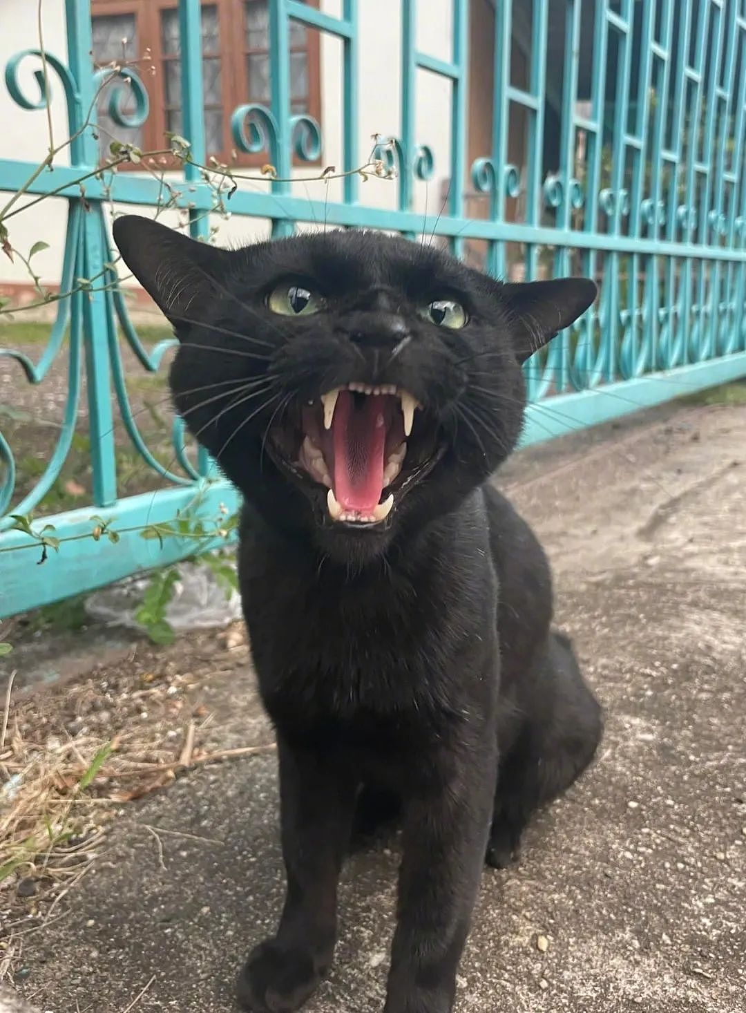 【宠物】网友差点被路边凶猫生吃掉，掏出猫条后，猫的态度反转了，给老子滚滚滚（组图） - 5